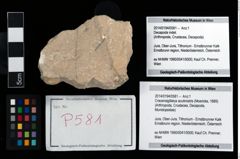 Foto (Objekt + Etikett) von Cracensigillatus acutirostris (Moericke, 1889)  (NHMW-GEO-2014-0194-0581)